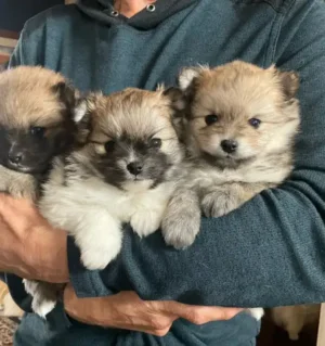 Pomeranian 10