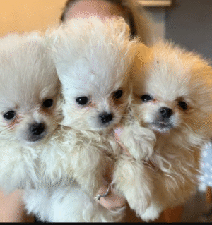 Pomeranian 11