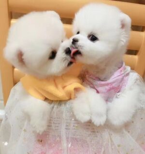 Pomeranian 12