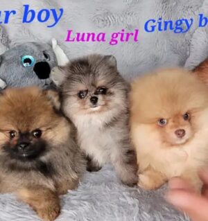 Pomeranian 13