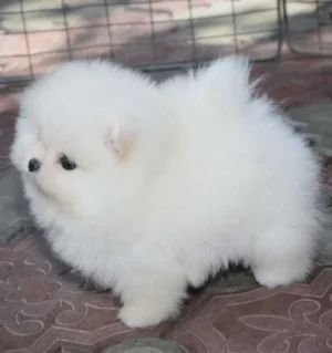 Pomeranian 14