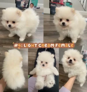 Pomeranian 15