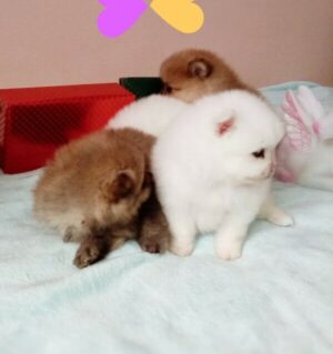 Pomeranian 16