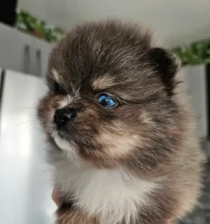 Pomeranian 32
