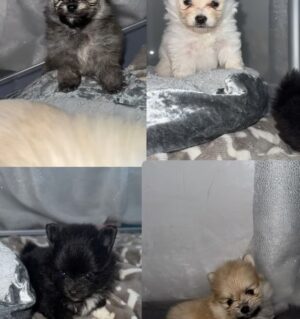 Pomeranian 40