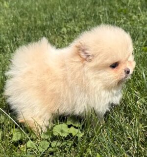 Pomeranian 6