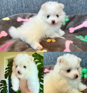 Pomeranian 8
