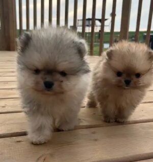 Pomeranian 9